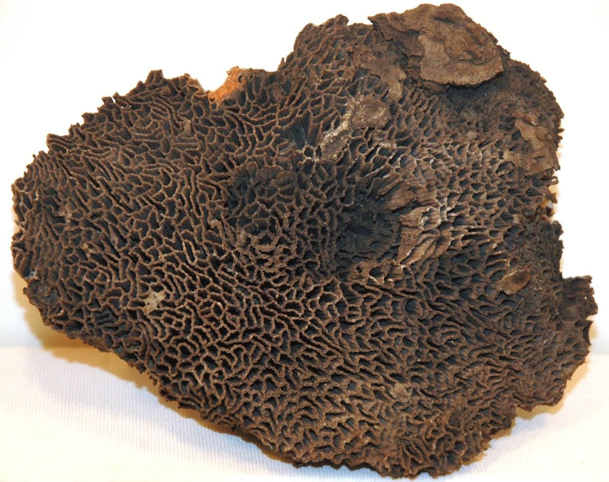 Calcified Coral gemstone