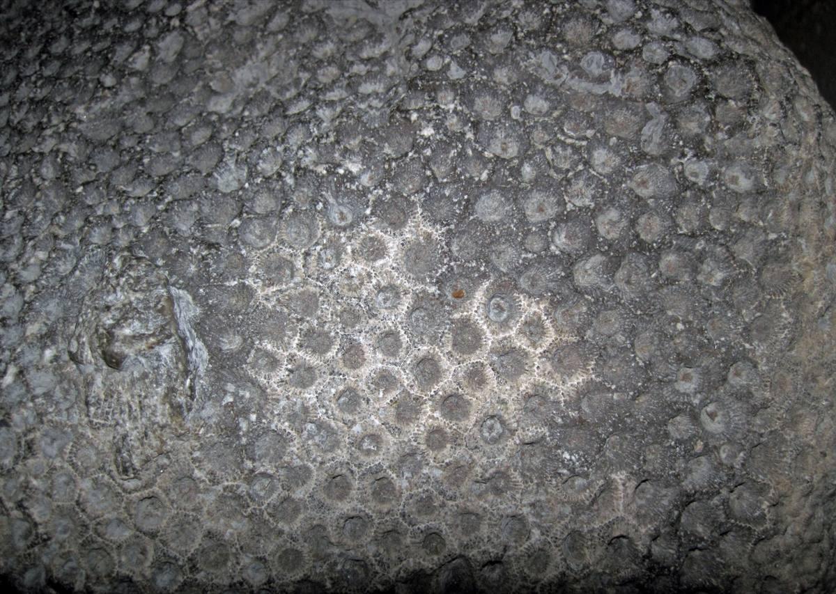 Charlevoix Stone gemstone