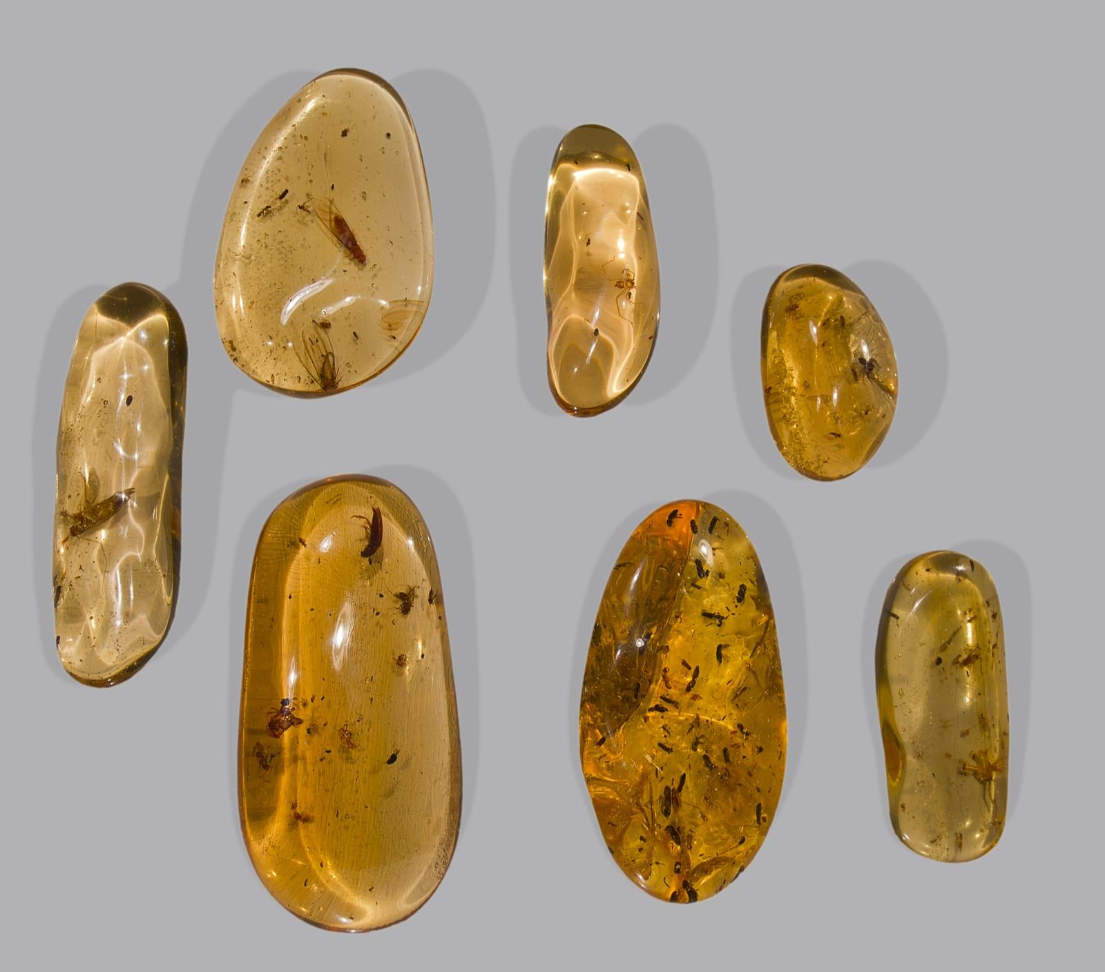 Copal fossil