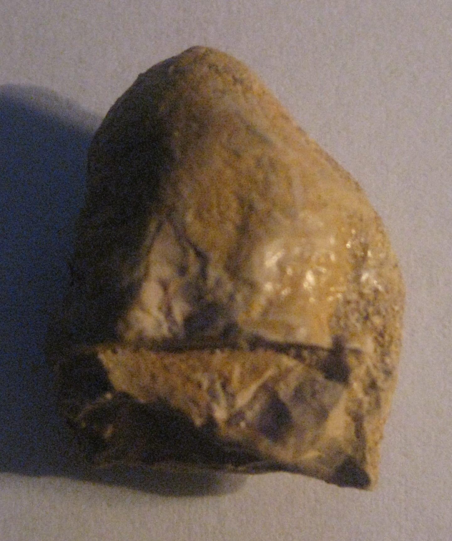Dinosaur Tooth fossil