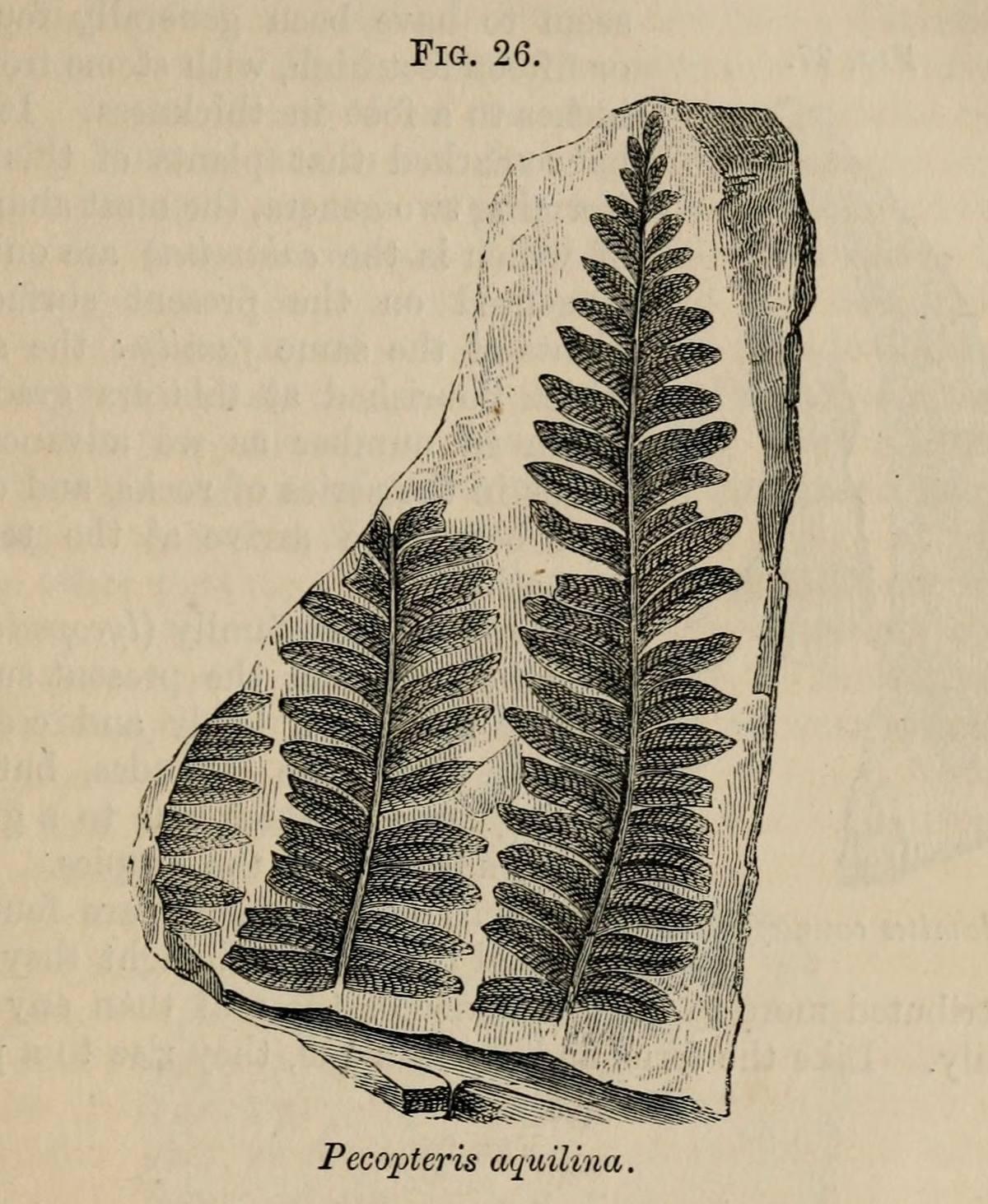 Fern Fossil gemstone