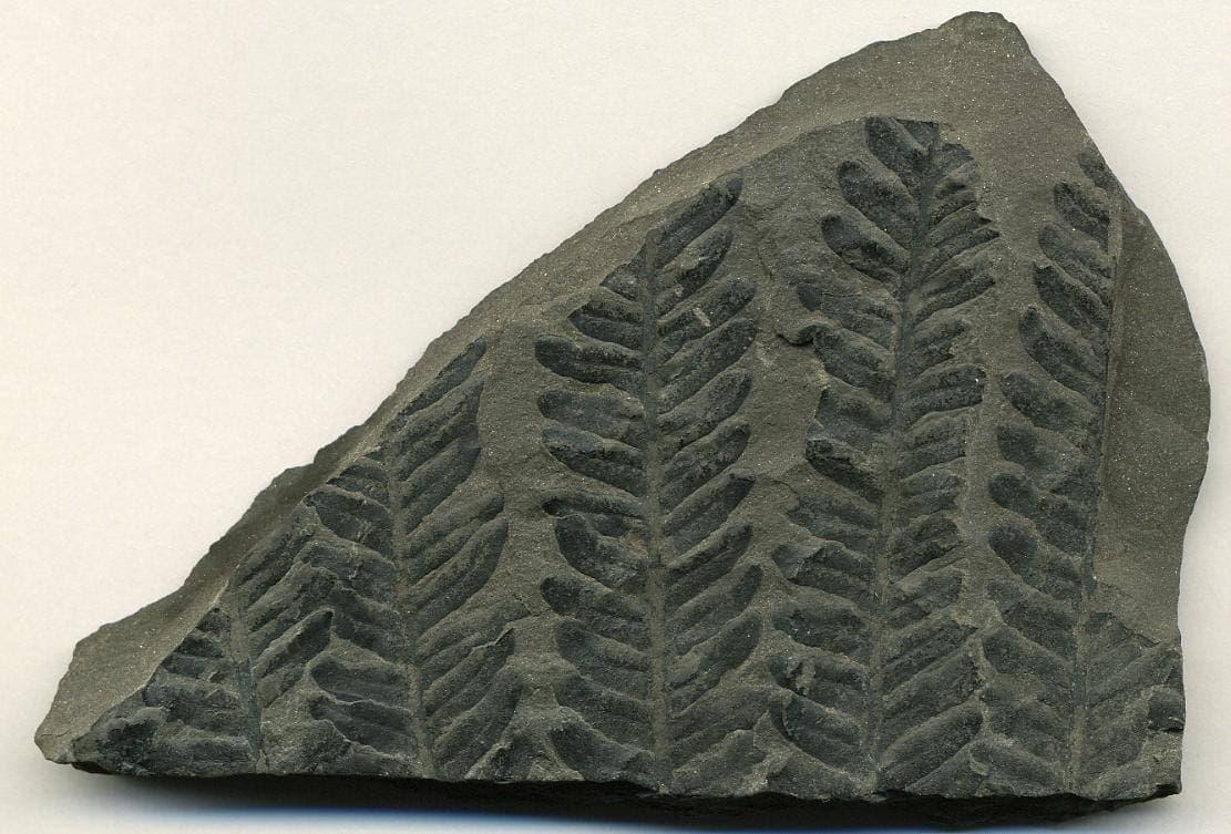Fern Fossil gemstone