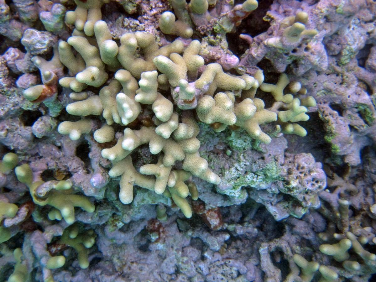 Finger Coral gemstone