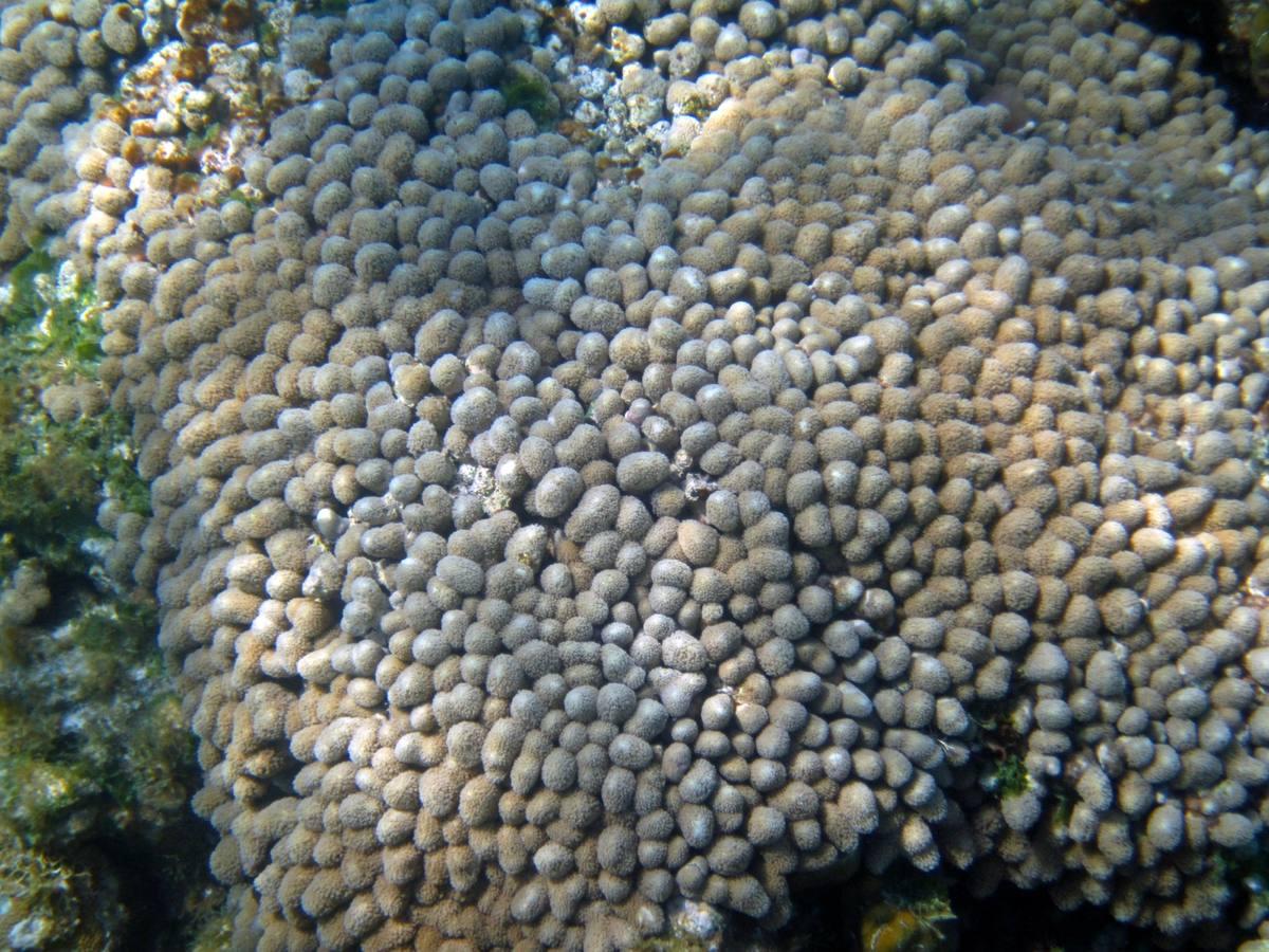 Finger Coral gemstone