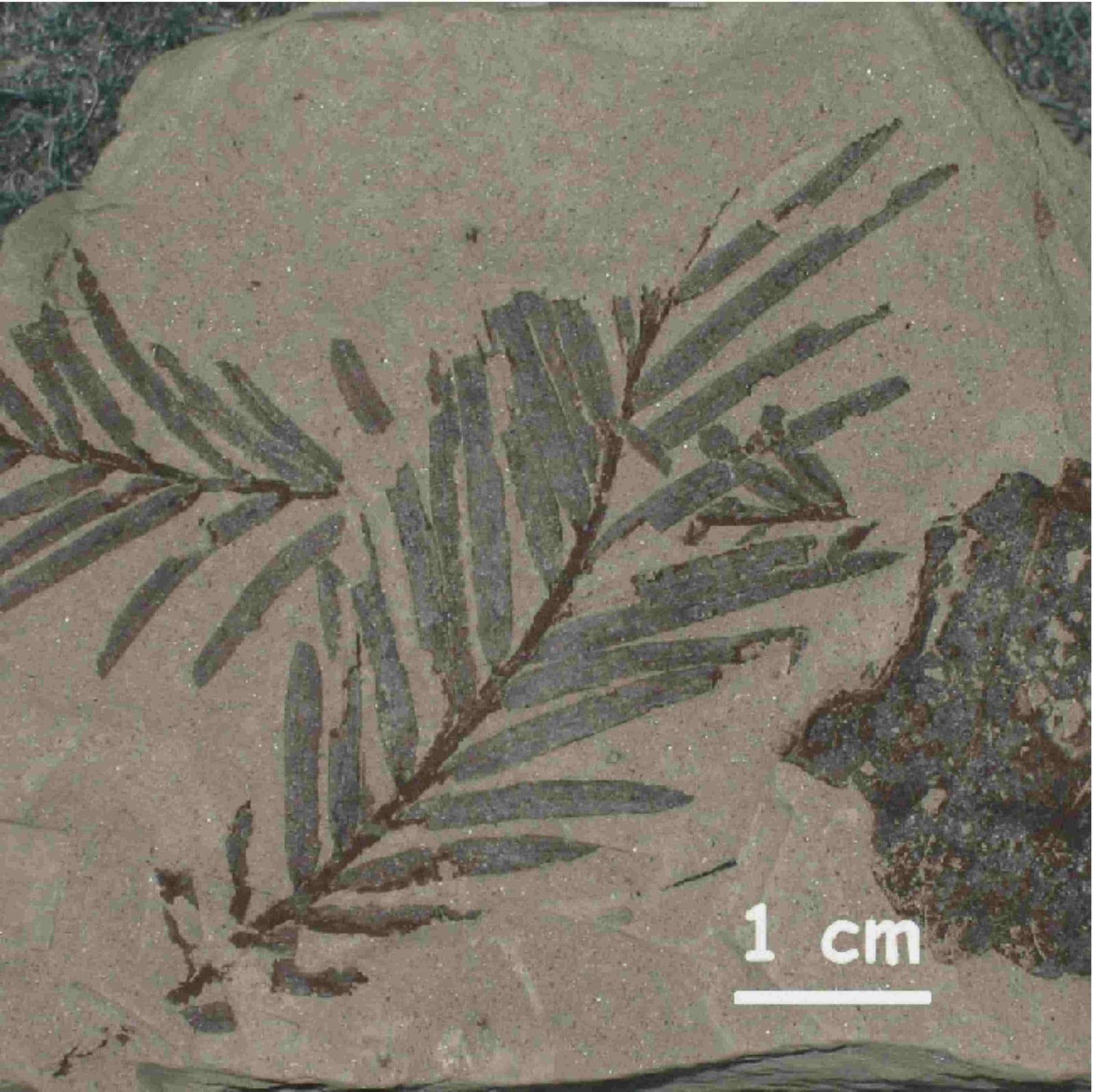 Fossil Leaf fossil