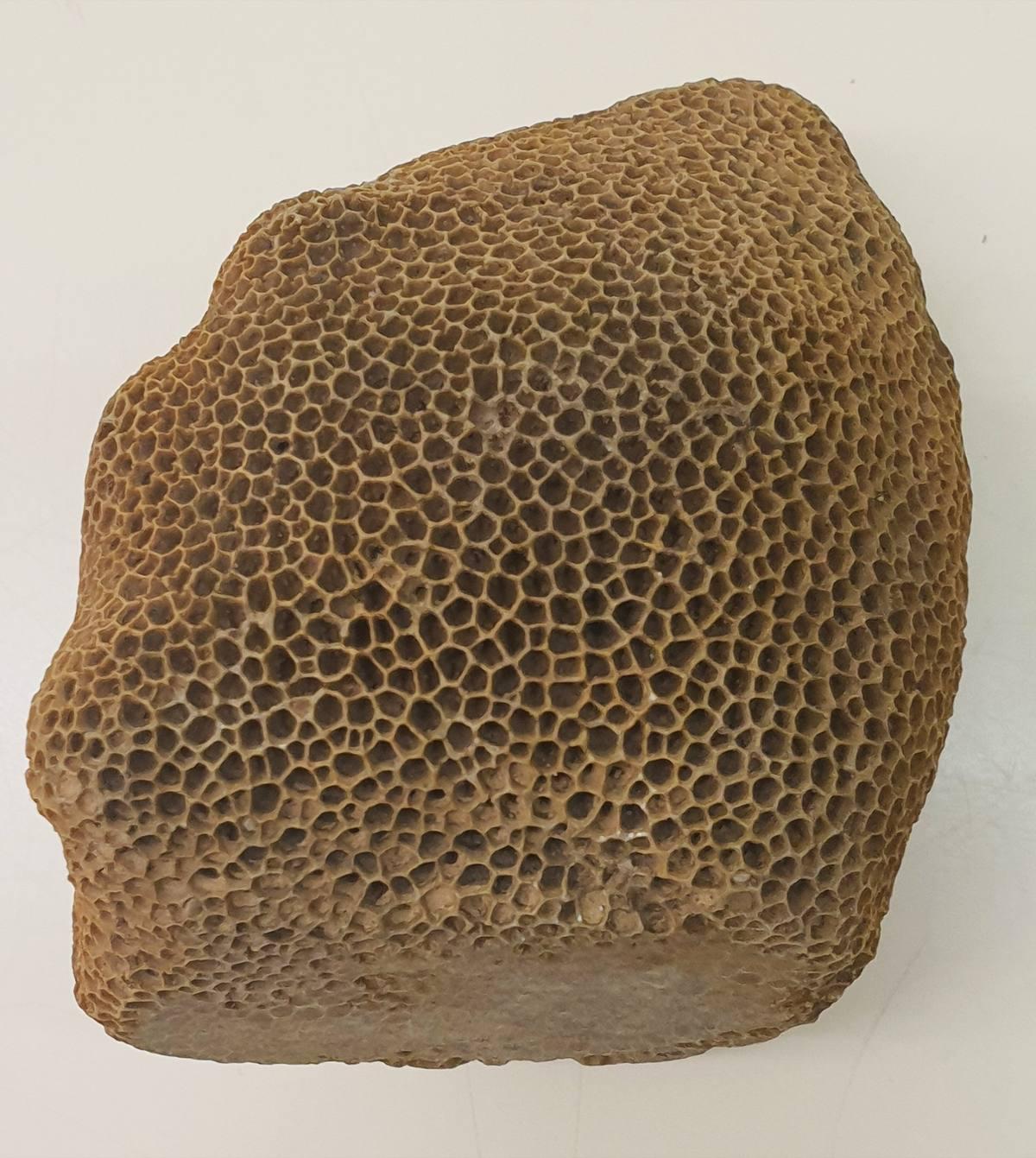 Fossilized Coral gemstone