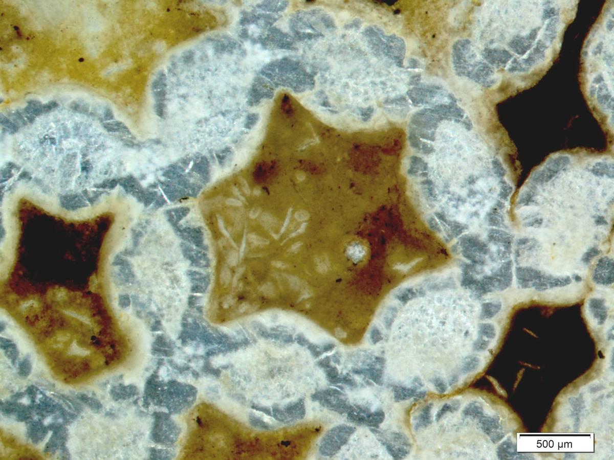 Fossilized Coral gemstone