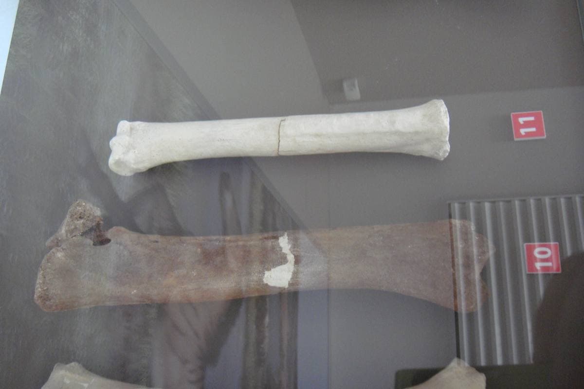 Fossilized Horse Bones