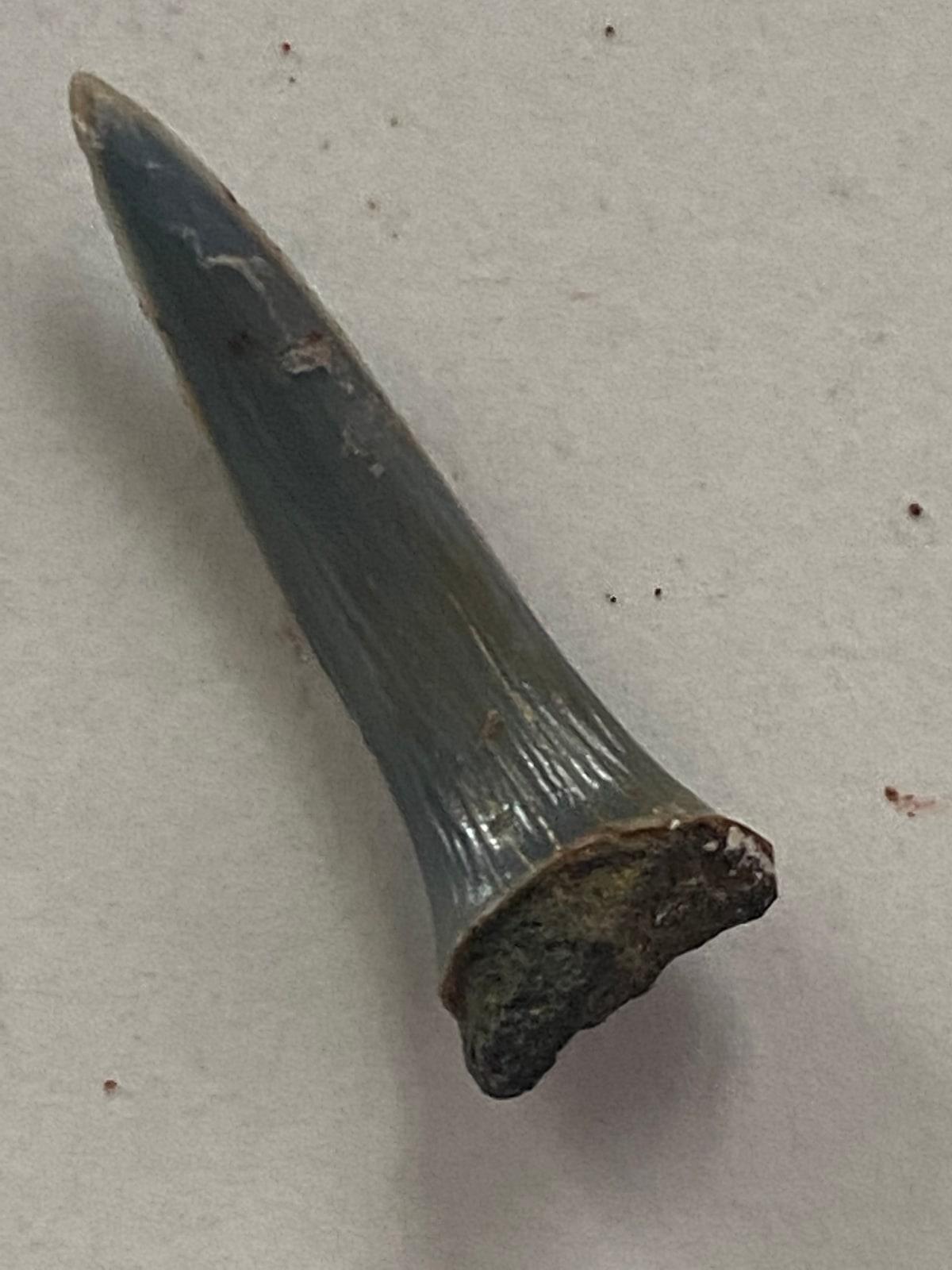 Fossilized Shark Teeth specimen - Cápafog Shark tooth fossil