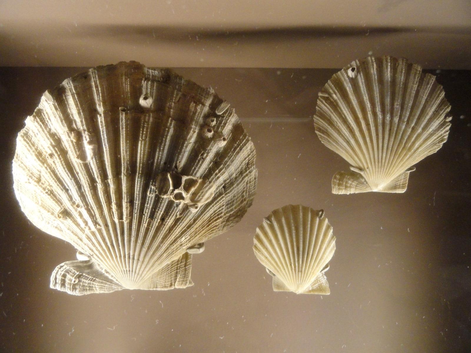 Fossilized Shells specimen - Chesapecten madisonius, Choptank Formation, Neogene Natural History Museum of Utah DSC07411