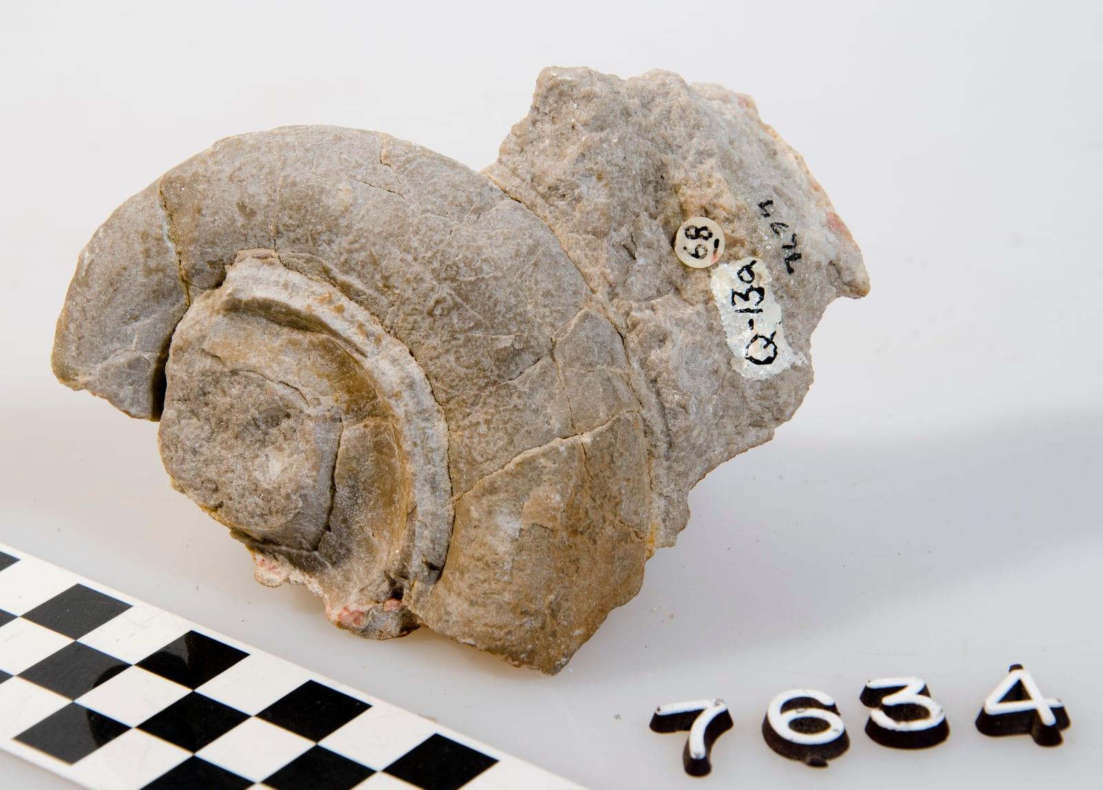 Gastropod Fossil fossil — Grand Canyon National Park GRCA 7634 Fossil GASTROPOD STRAPAROLUS Flickr Grand Canyon NPS