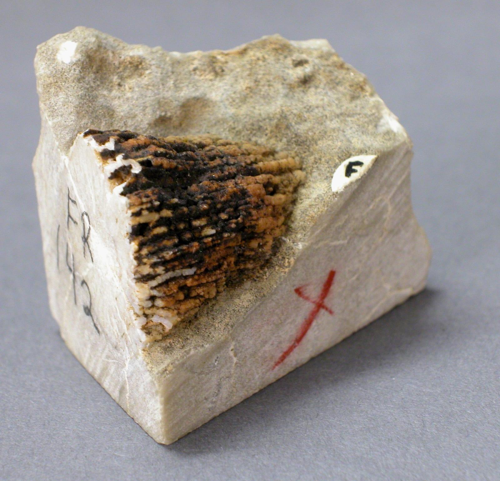 Horn Coral fossil