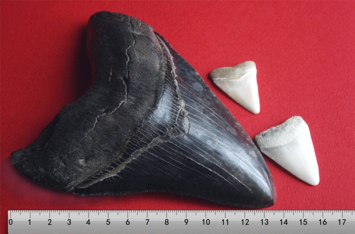 Megalodon Teeth