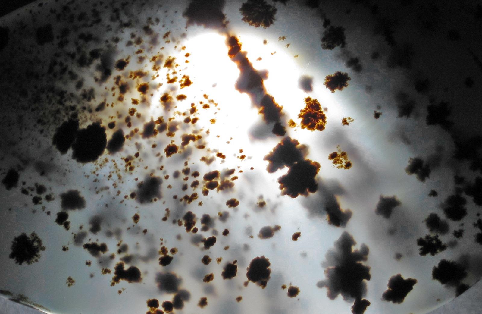 Close view of manganese dendrites suspended inside Montana moss agate