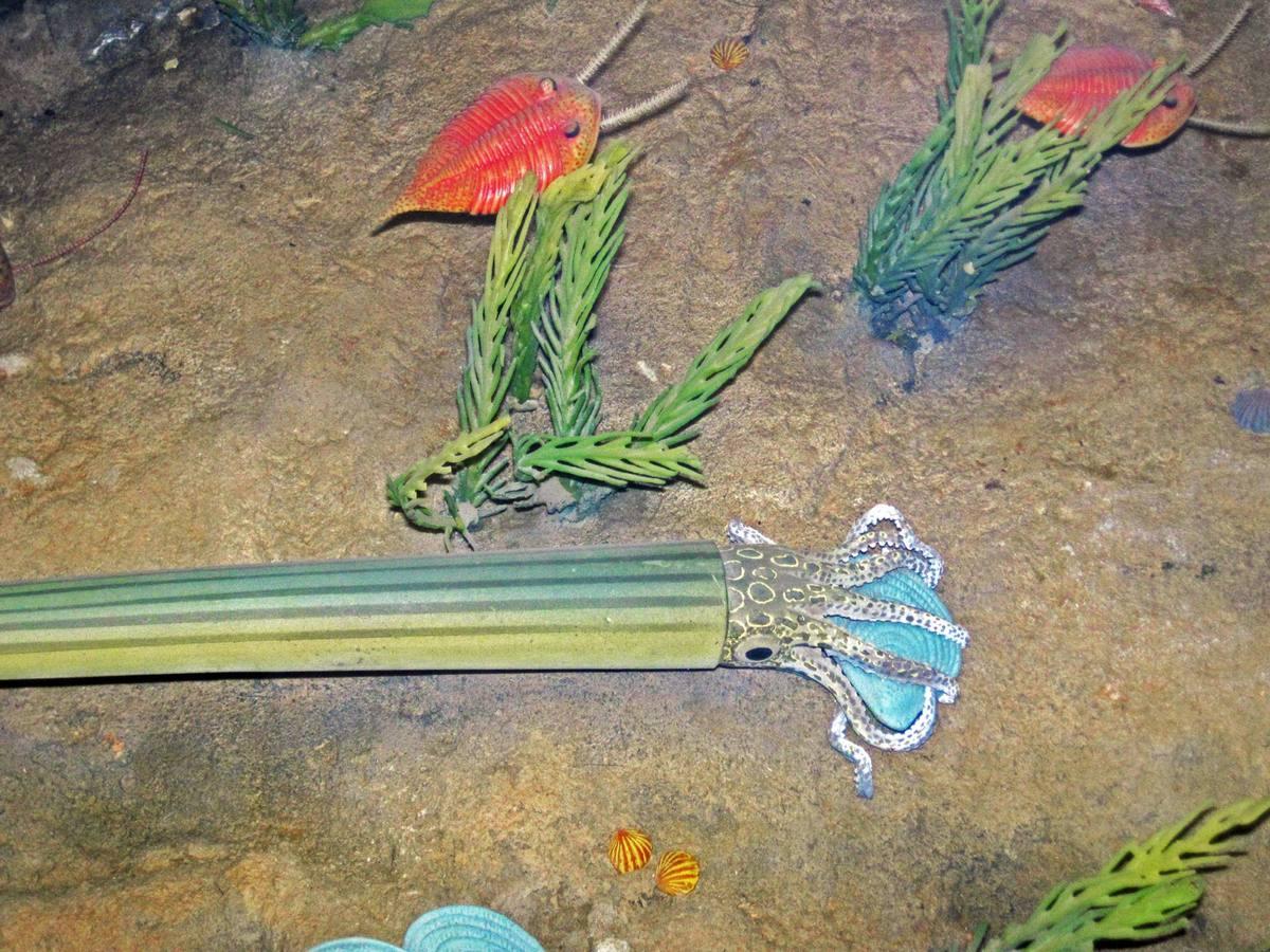 Nautiloid gemstone