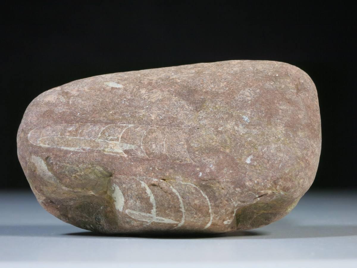 Orthoceras gemstone