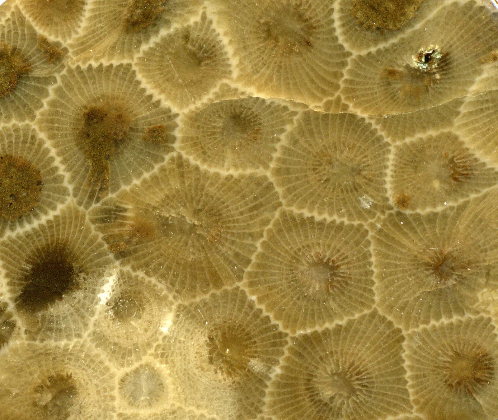 The same fossil coral wet, with the six-sided cells and centre eyes showing