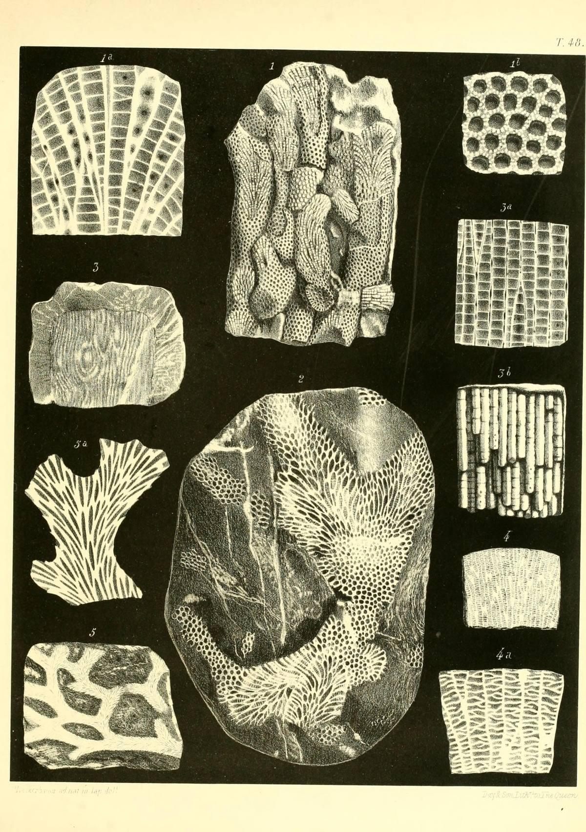 Petrified Coral gemstone