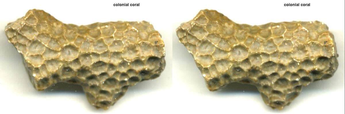 Petrified Coral gemstone