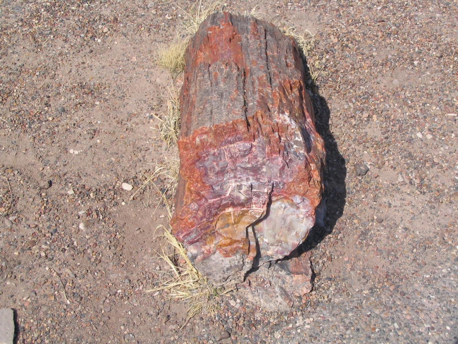 A petrified log section lying on desert ground, red and orange against bare dirt