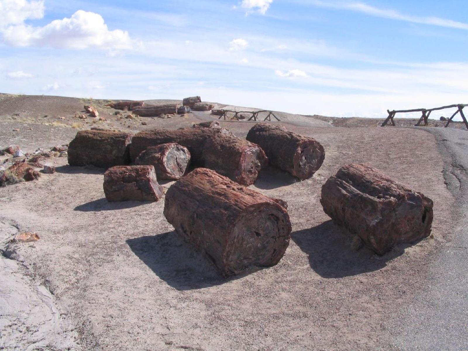 Petrified logs weathering out across badlands, the setting they are found in