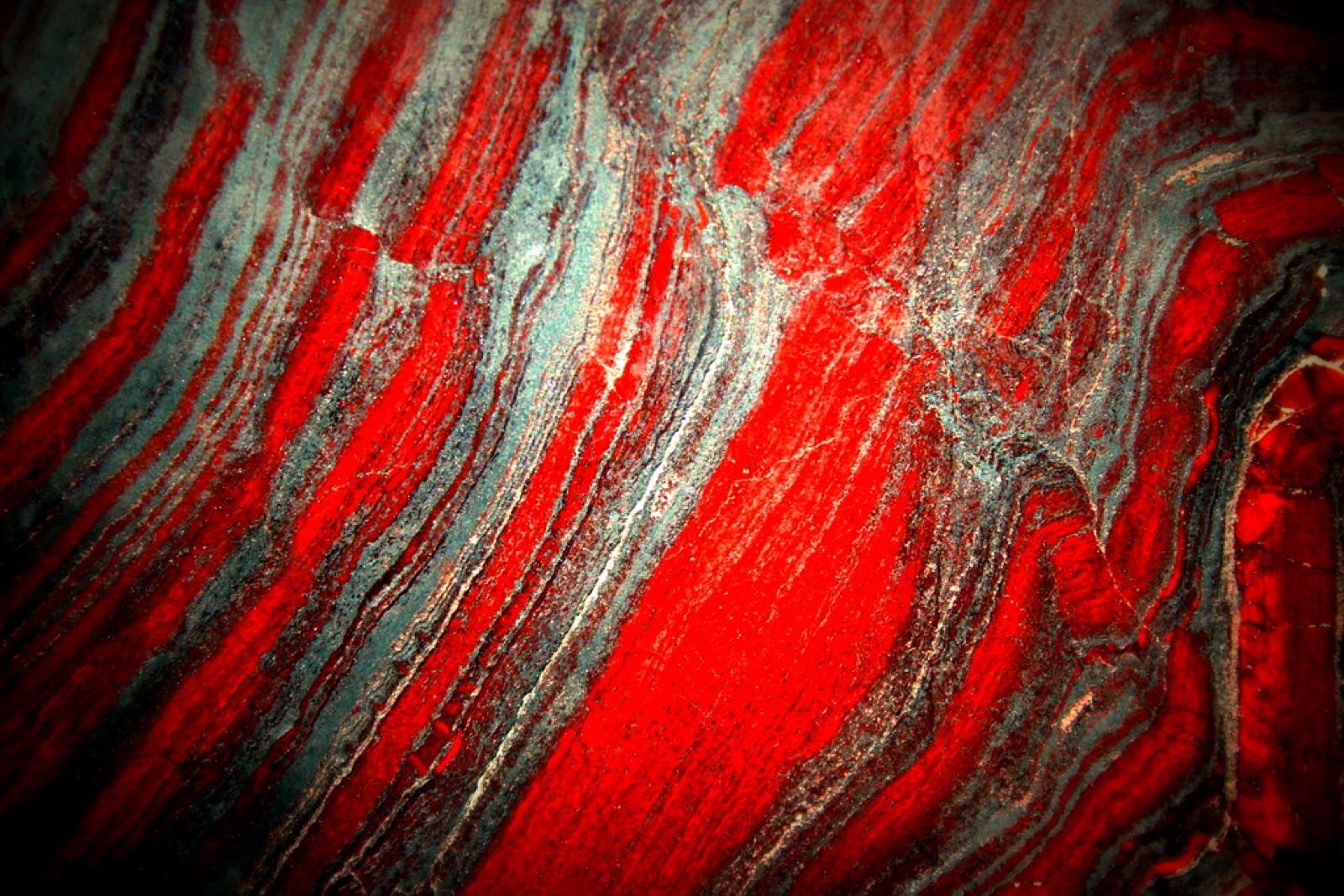 Polished petrified wood showing growth rings and mineral colour