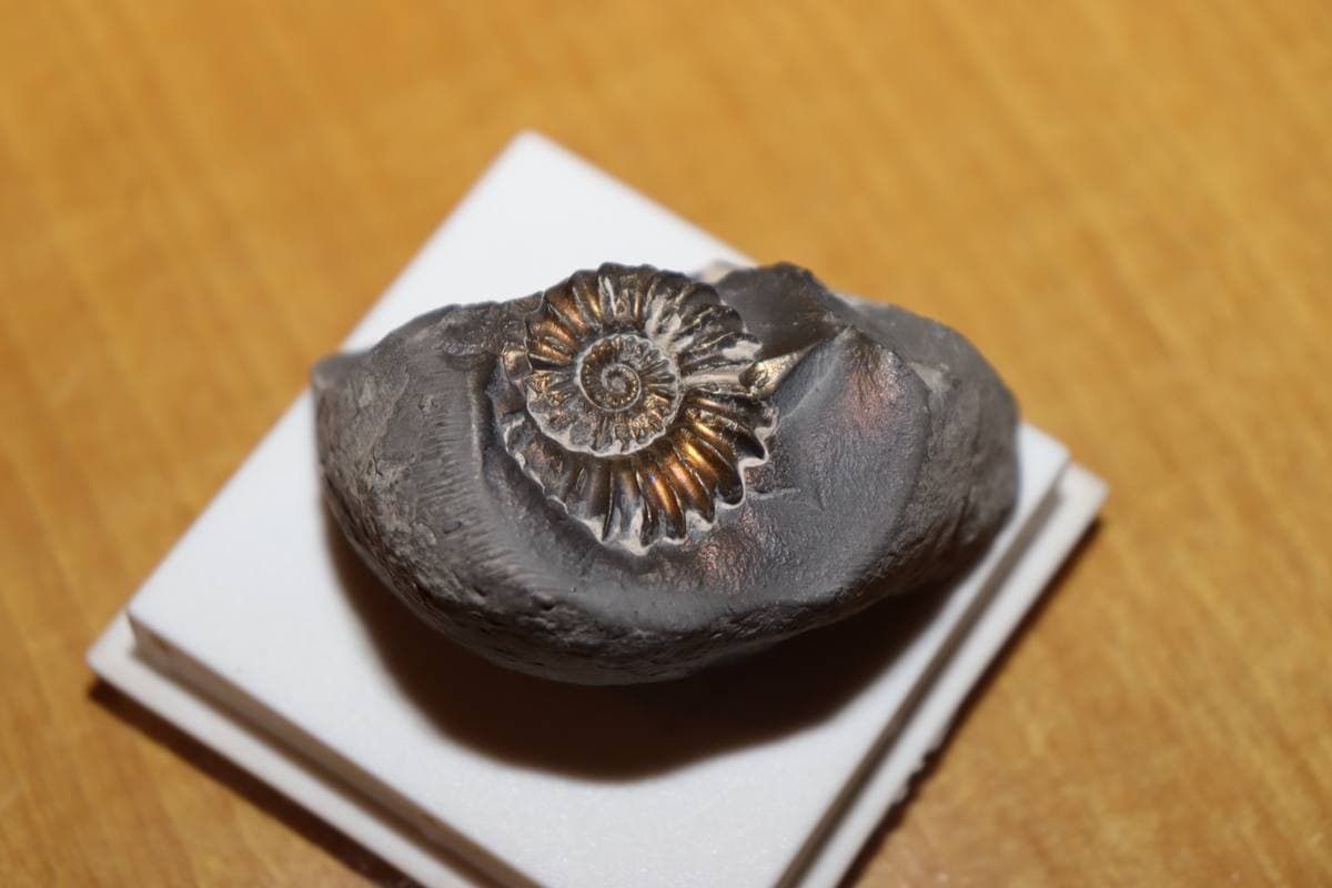 Pyritized Gastropods gemstone