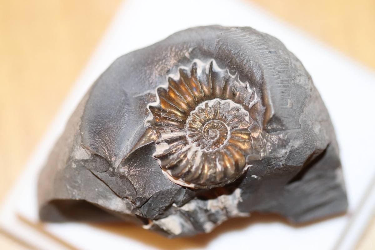 Pyritized Gastropods gemstone