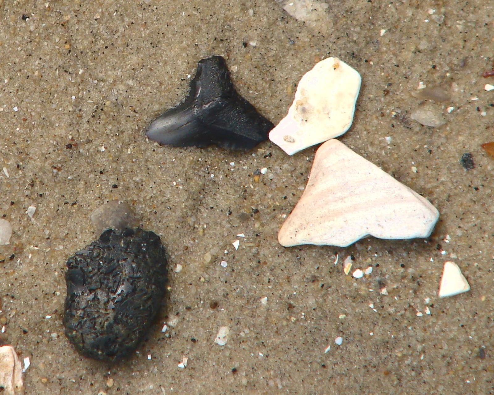 Shark teeth and shell fragments lying in beach sand, the way they turn up on a hunt