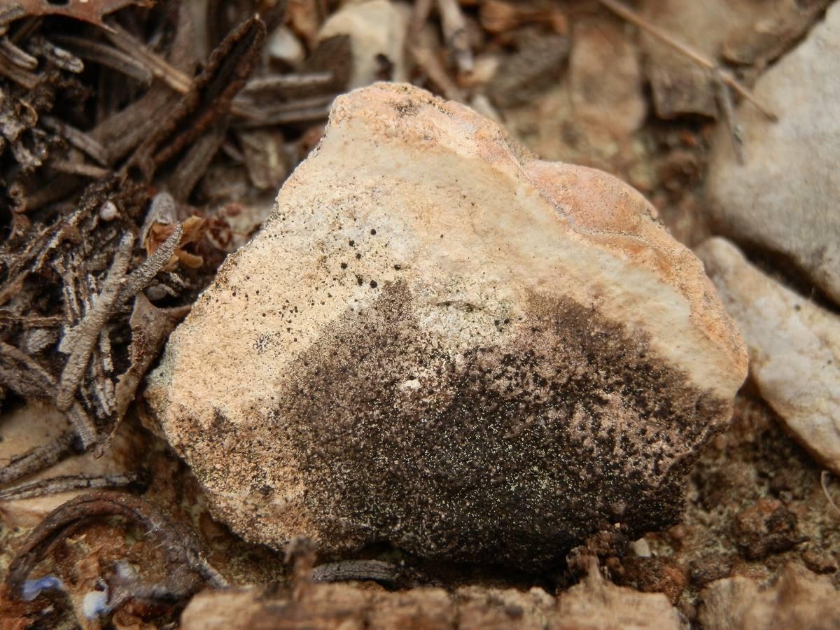 Siliceous Oolite gemstone