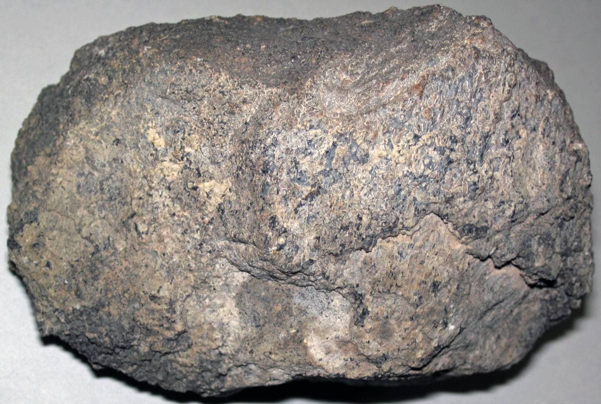 Silicified Dinosaur Bone gemstone