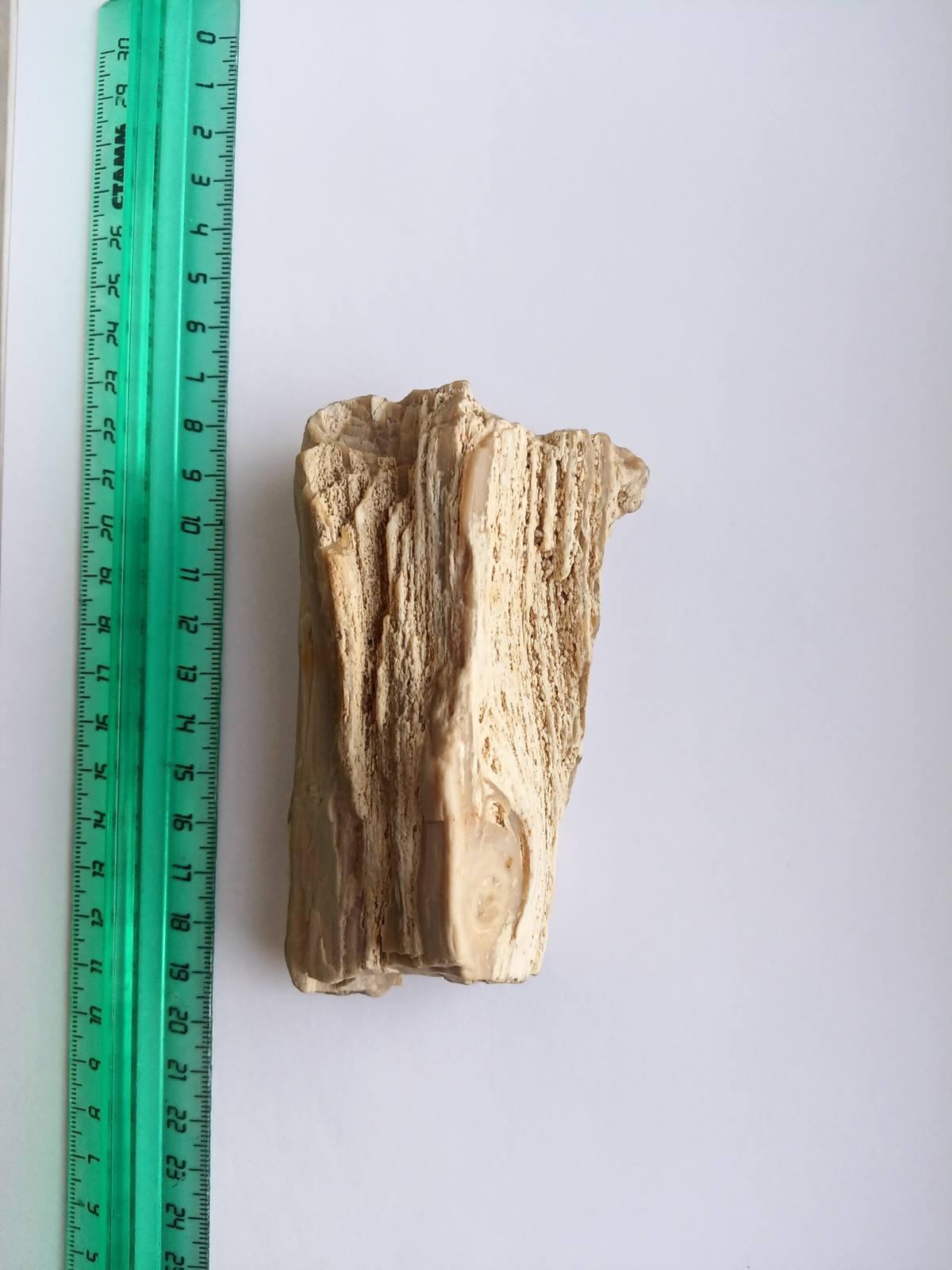 Silicified Wood gemstone