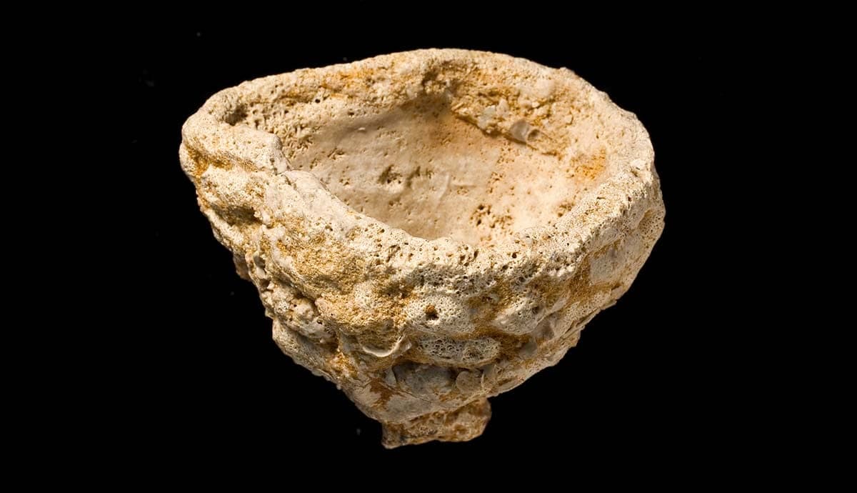 Sponges fossil