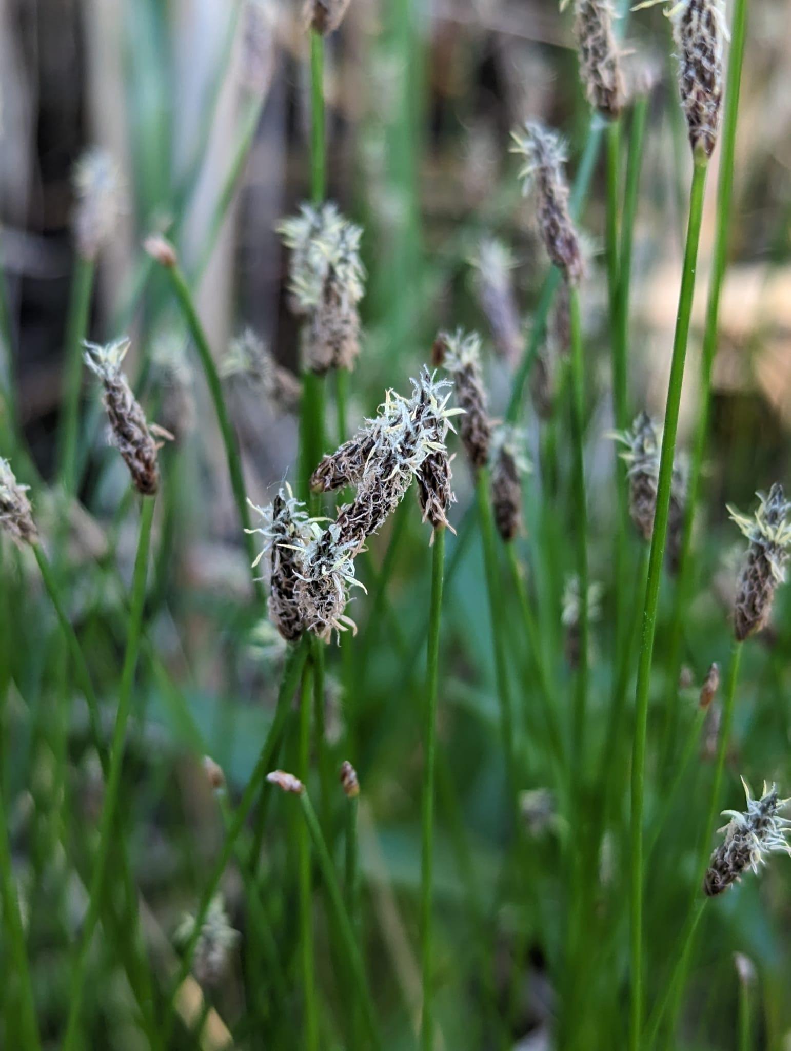 Eleocharis palustris, common spikerush | US Forest Service Research and Development at Succor Creek General Area, Malheur County, Oregon