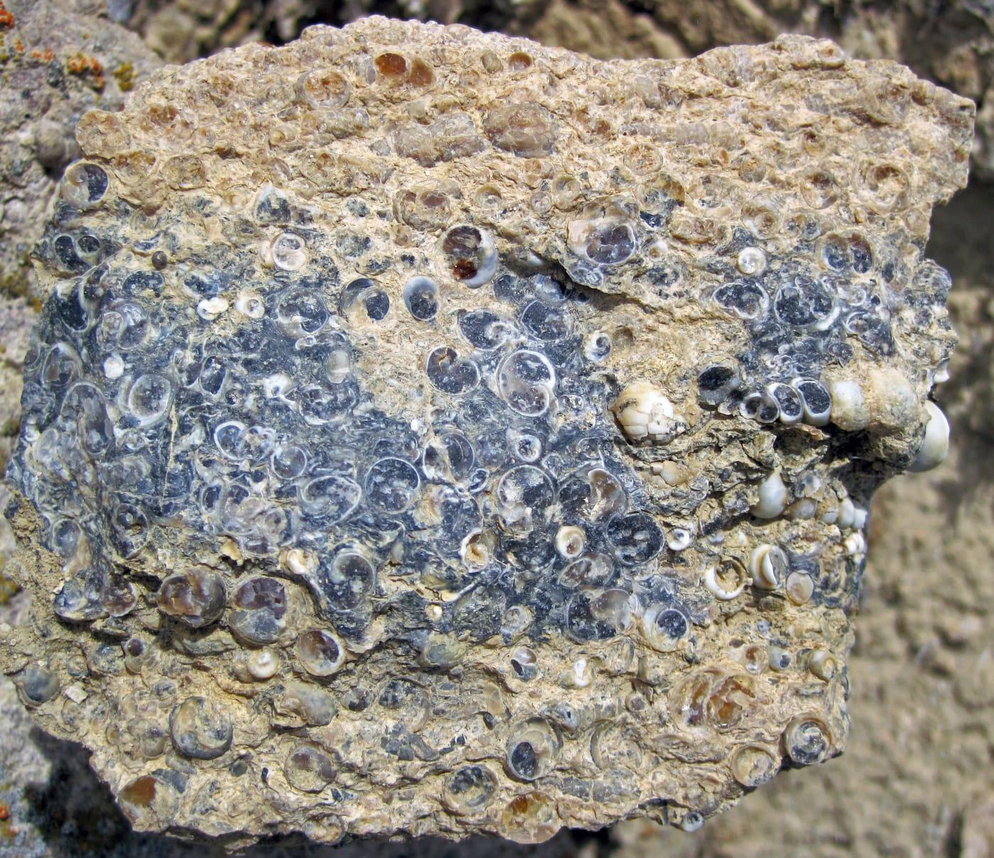 "Turritella Agate" (partially chertified fossiliferous lacustrine limestone) (Laney Member, Green River Formation, Middle Eocene; North Barrel Springs Draw, south of Wamsutter, Wyoming, USA) 1 (19687757408) at Wamsutter, Sweetwater County, Wyoming