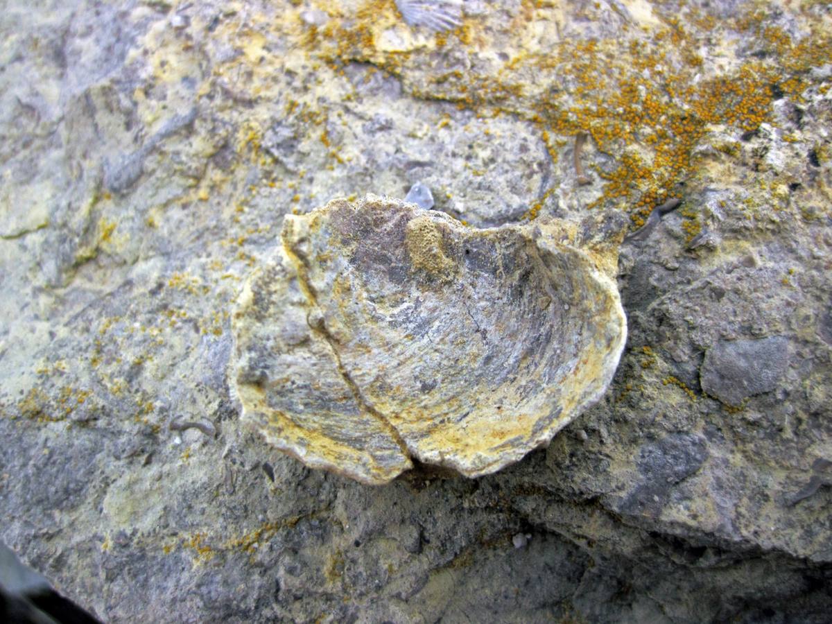 Agatized Clam gemstone