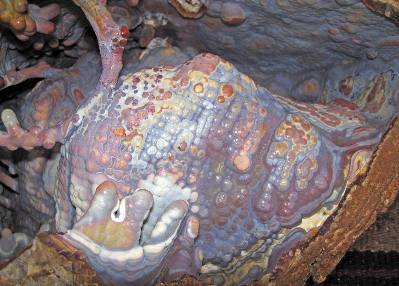 Agatized coral showing the radiating flower pattern of individual coral polyps