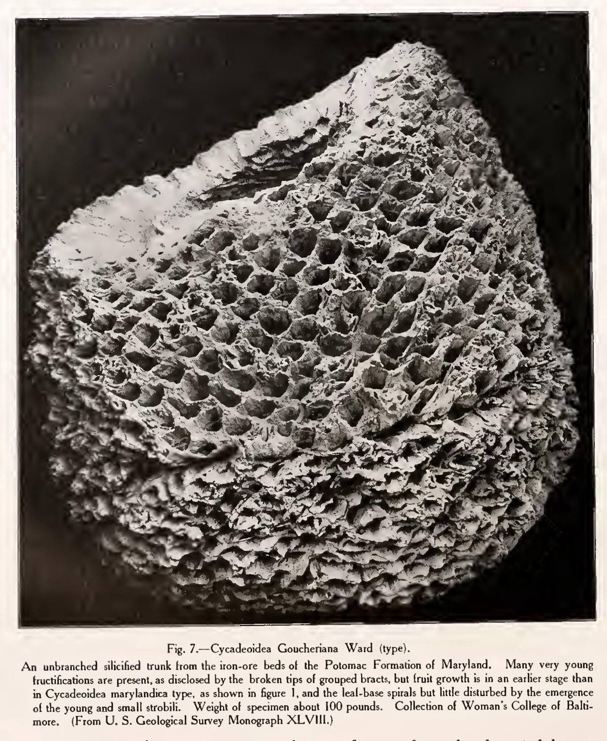Agatized Cycad Wood fossil