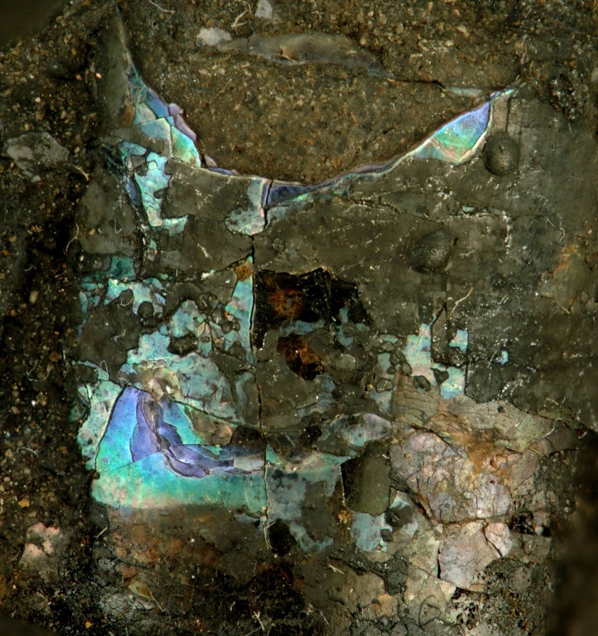Agatized Fossil Shells fossil