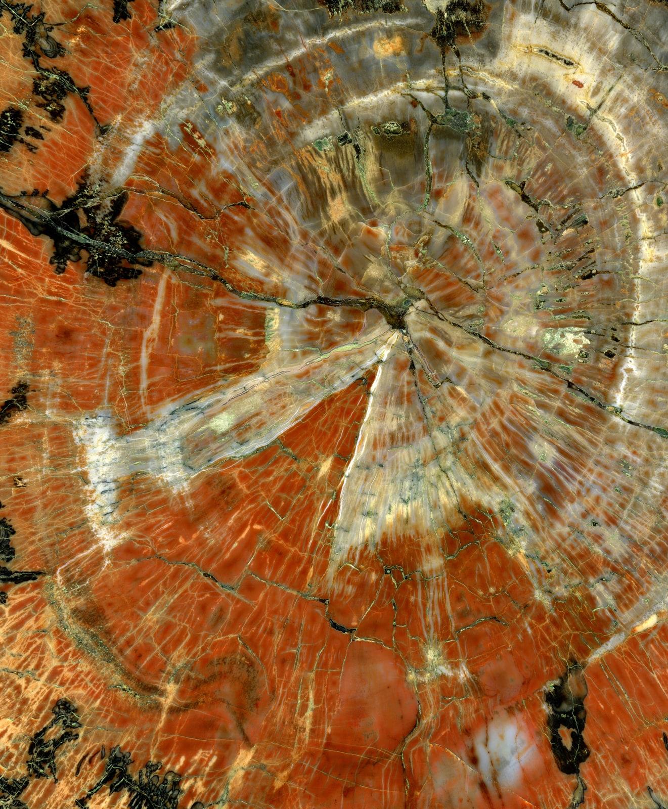 Agatized Wood specimen - Polished slice of petrified wood