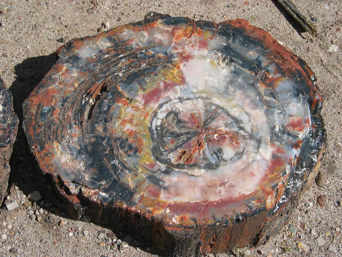 Broken petrified log end in the field, Petrified Forest