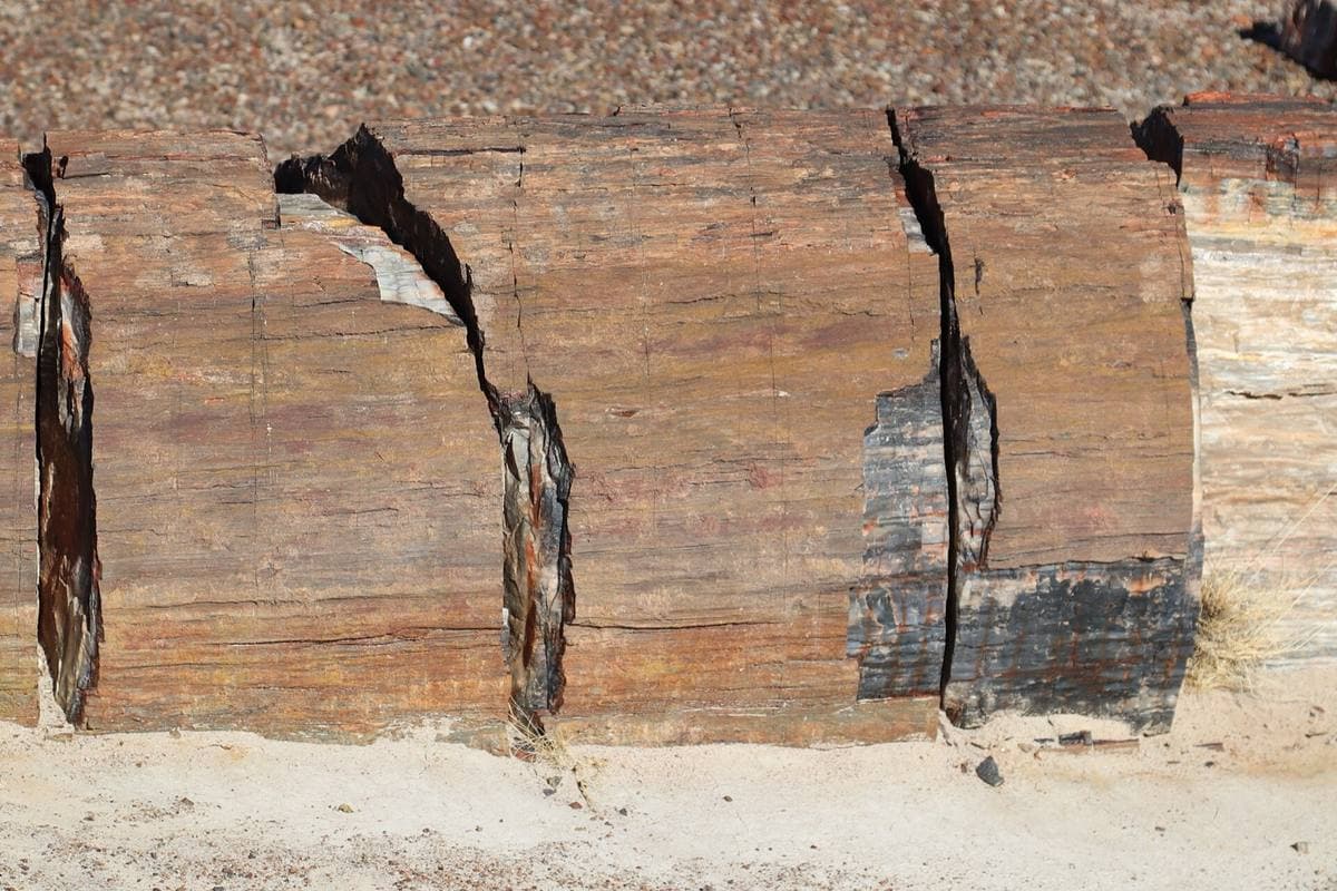 Uncut petrified log surface with preserved wood grain