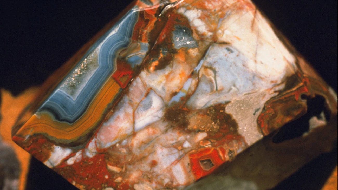 Alibates Flint fossil