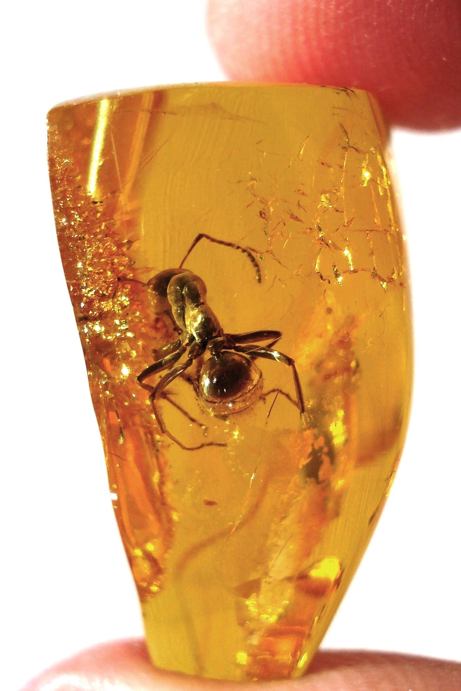 Amber fossil