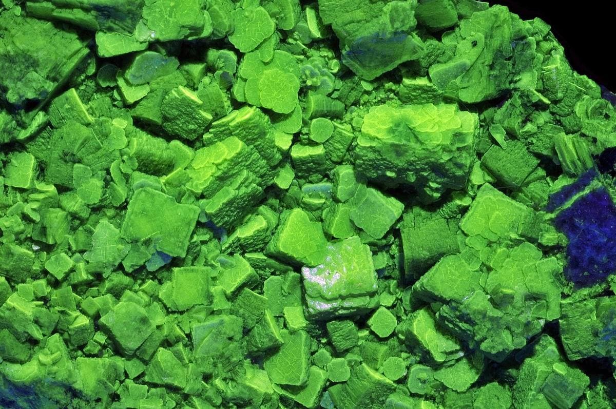 Autunite fluorescing brilliant green under ultraviolet light