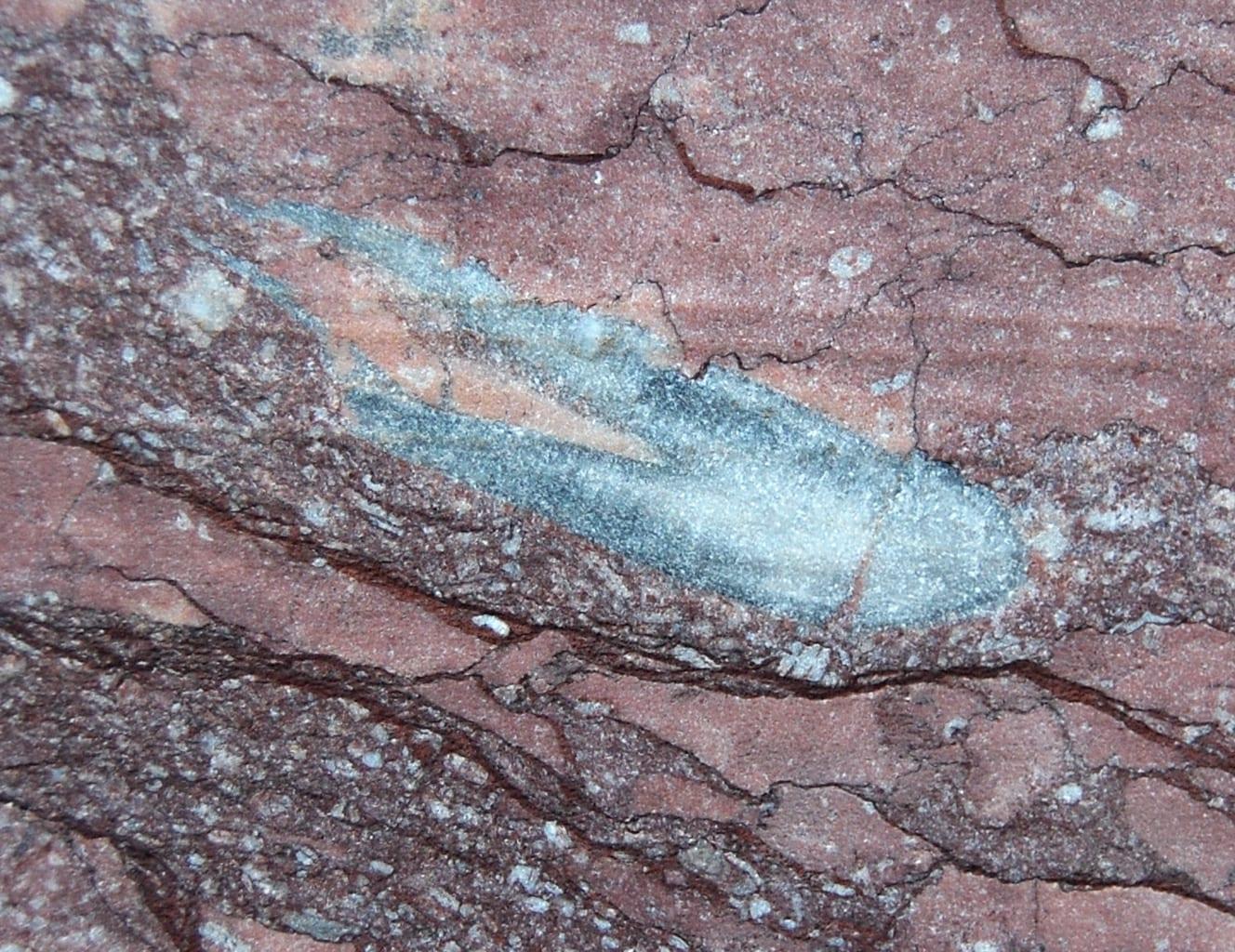 Belemnite