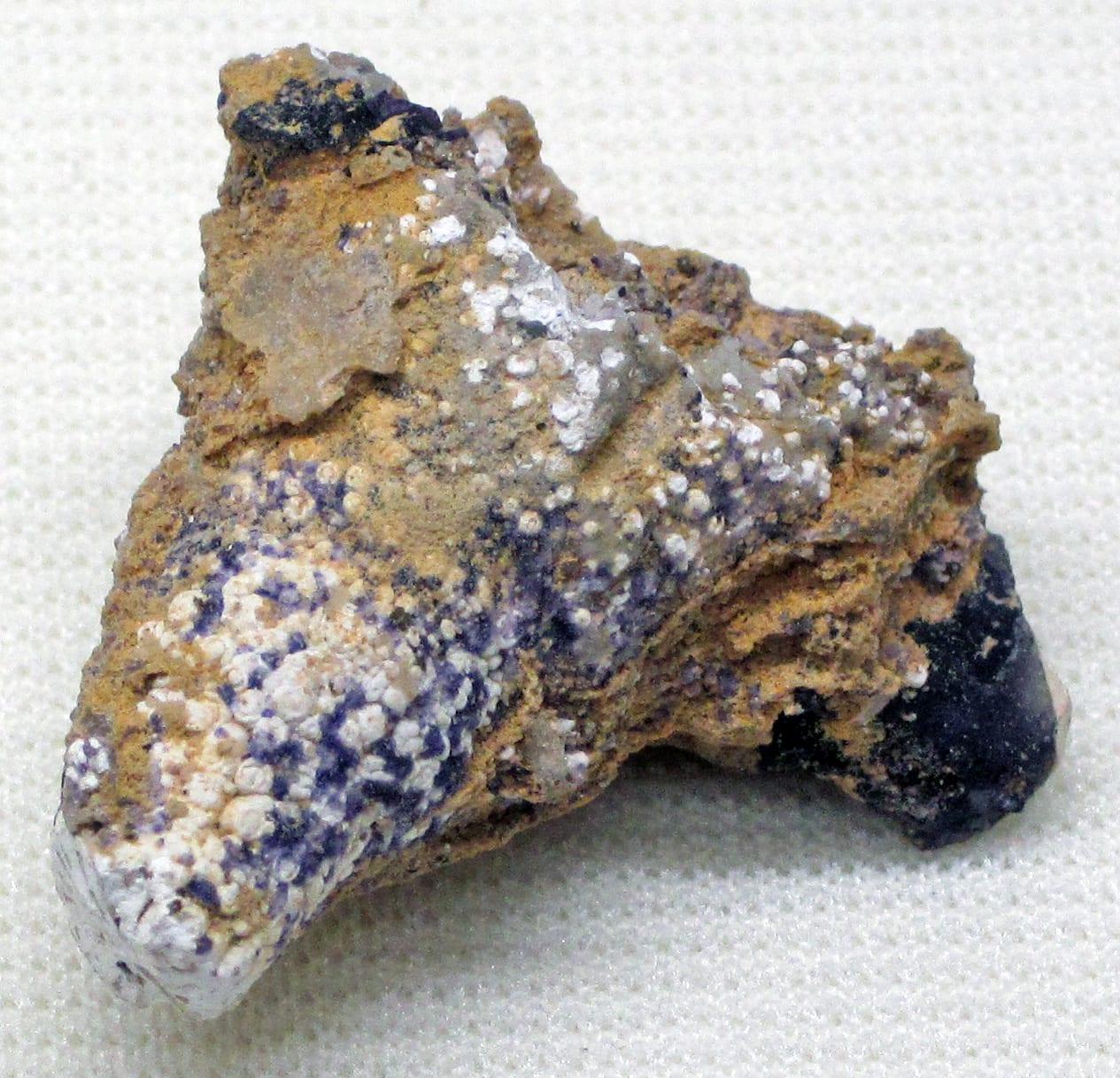 Blue Silicified Coral fossil, Silicified fluoritized solitary rugose coral (Mississippian; near Cave in Rock, Illinois, USA)