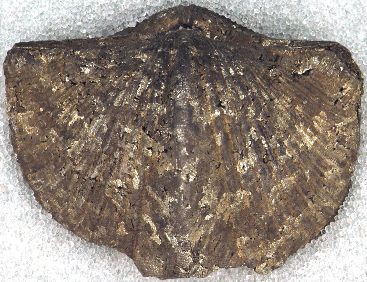 Ribbed Devonian brachiopod, Silica Formation, Ohio