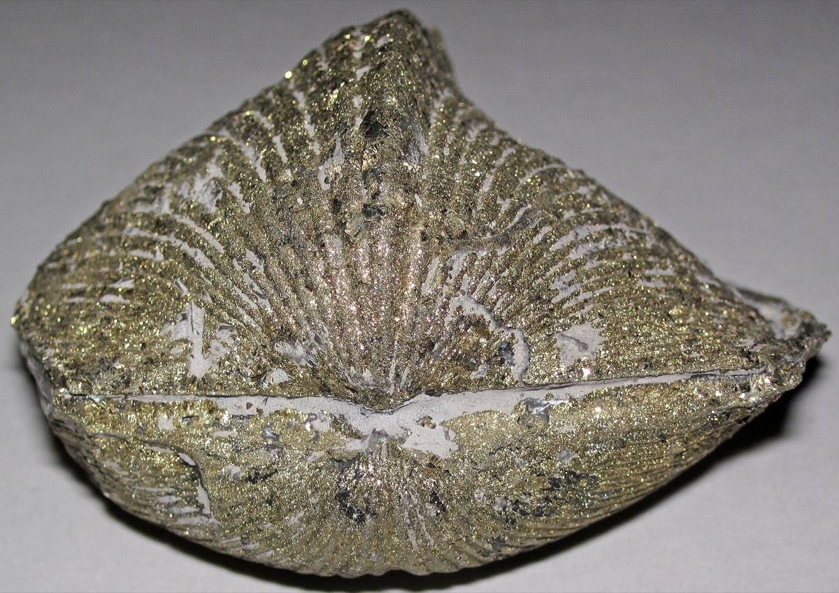 Pyritized brachiopod, Silica Formation, Ohio