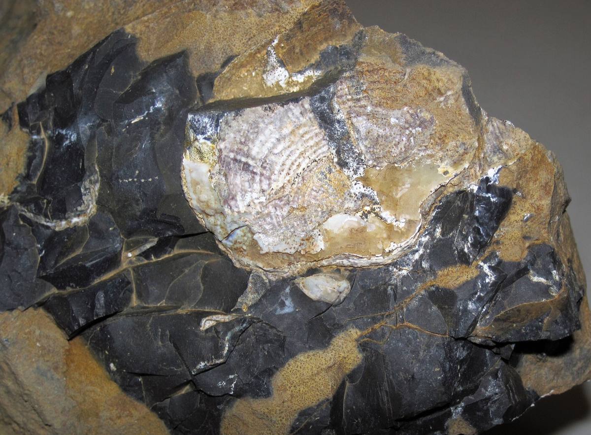 Productid brachiopod in limestone, Nellie, Ohio